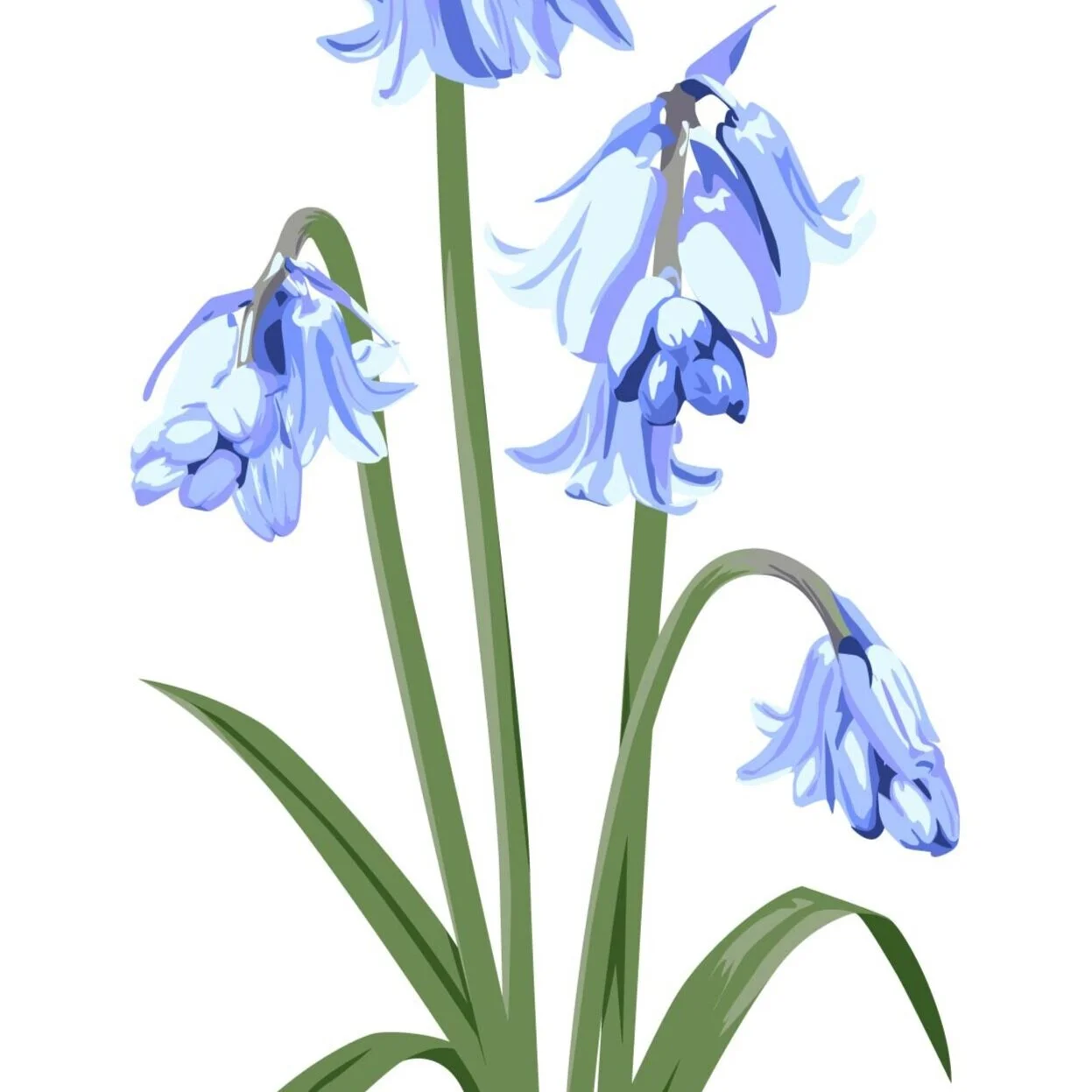 Bluebell！！ BLUEBELL+A3-01.jpg?format=1000w